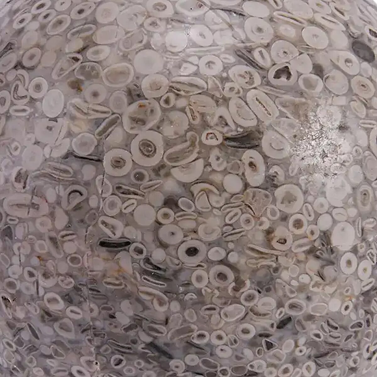 Fossil Sphere 80mm (Approx 4350 ctw) image number 5