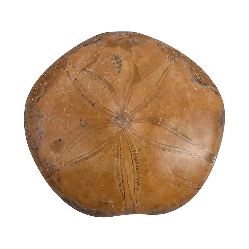 Starfish Fossil 60-70mm (Approx 575 ctw)