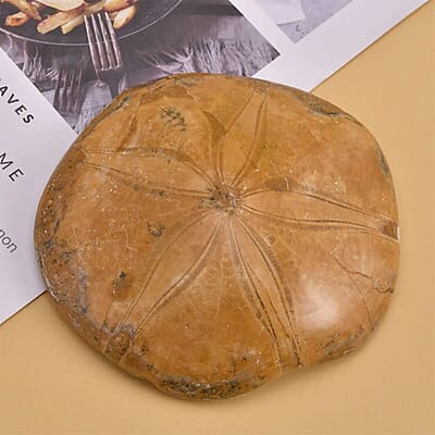 Starfish Fossil 60-70mm (Approx 575 ctw)