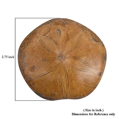 Starfish Fossil 60-70mm (Approx 575 ctw)