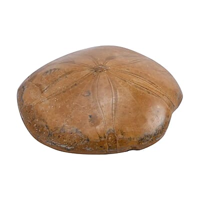Starfish Fossil 60-70mm (Approx 575 ctw)