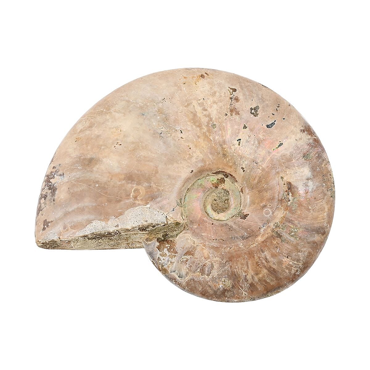 Iridescent Ammonite Approx. 2750ctw image number 2