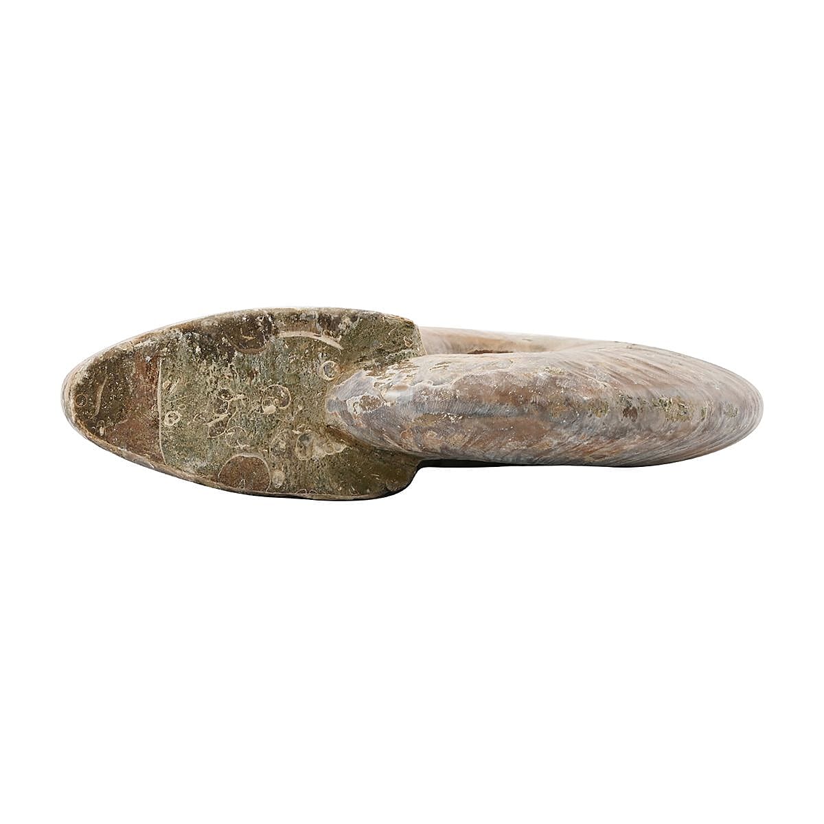 Iridescent Ammonite Approx. 2750ctw image number 3