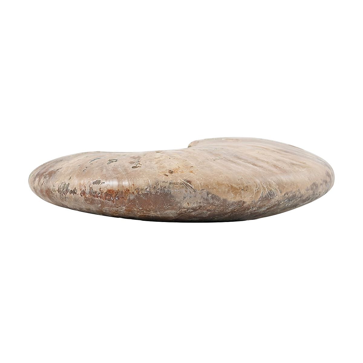 Iridescent Ammonite Approx. 2750ctw image number 4