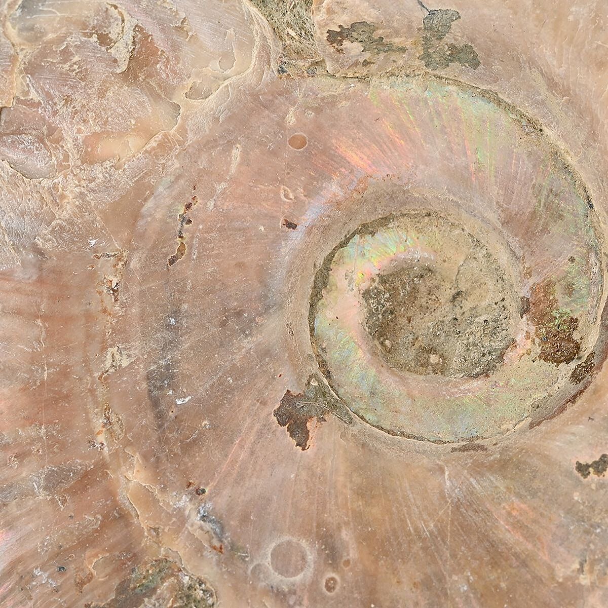Iridescent Ammonite Approx. 2750ctw image number 5