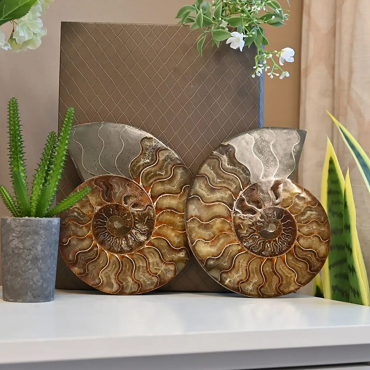 Ammonite Pair Approx. 6400ctw image number 3