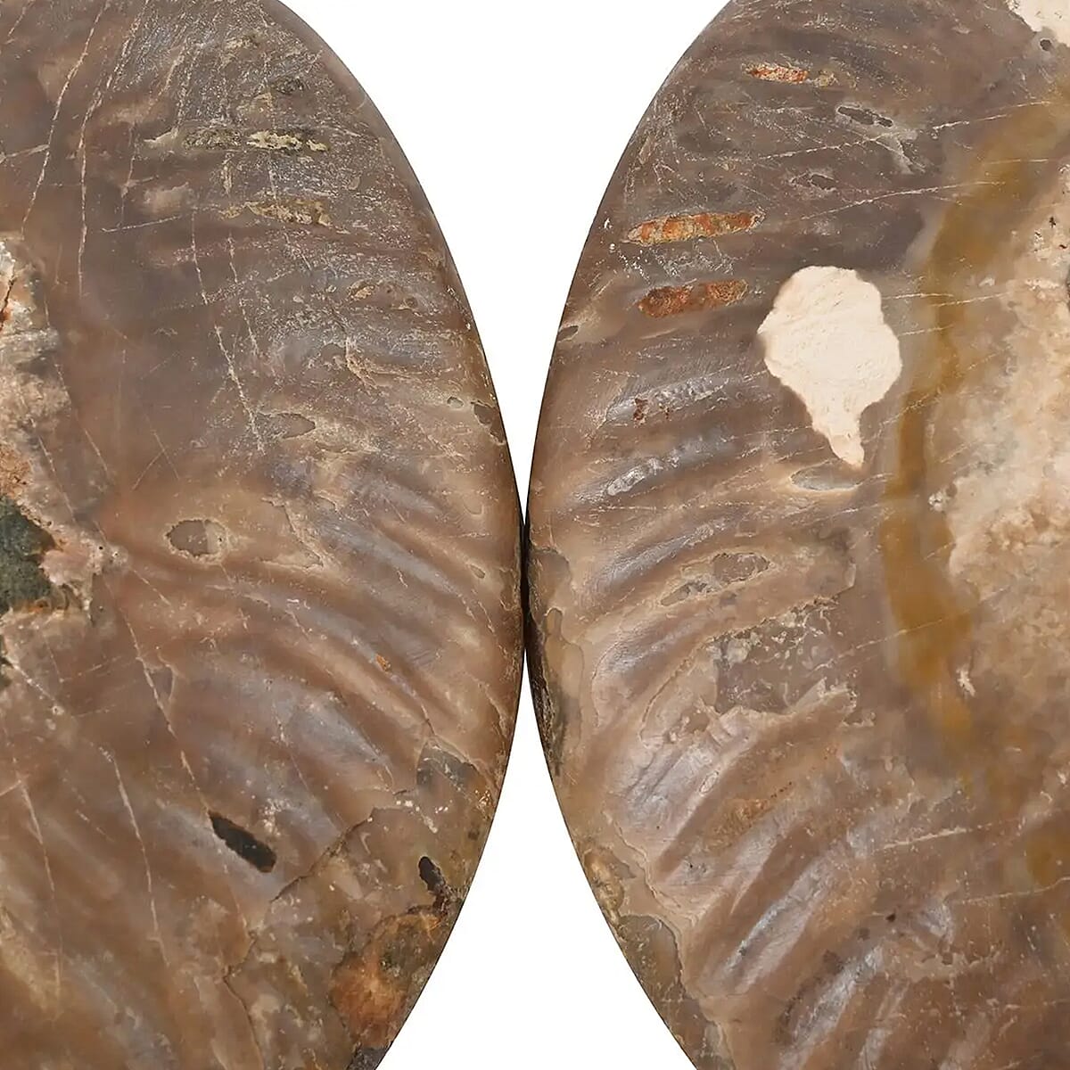Ammonite Pair Approx. 6400ctw image number 5