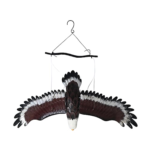 Flying Eagle - Product card gallery slide 3 (9431978213631)