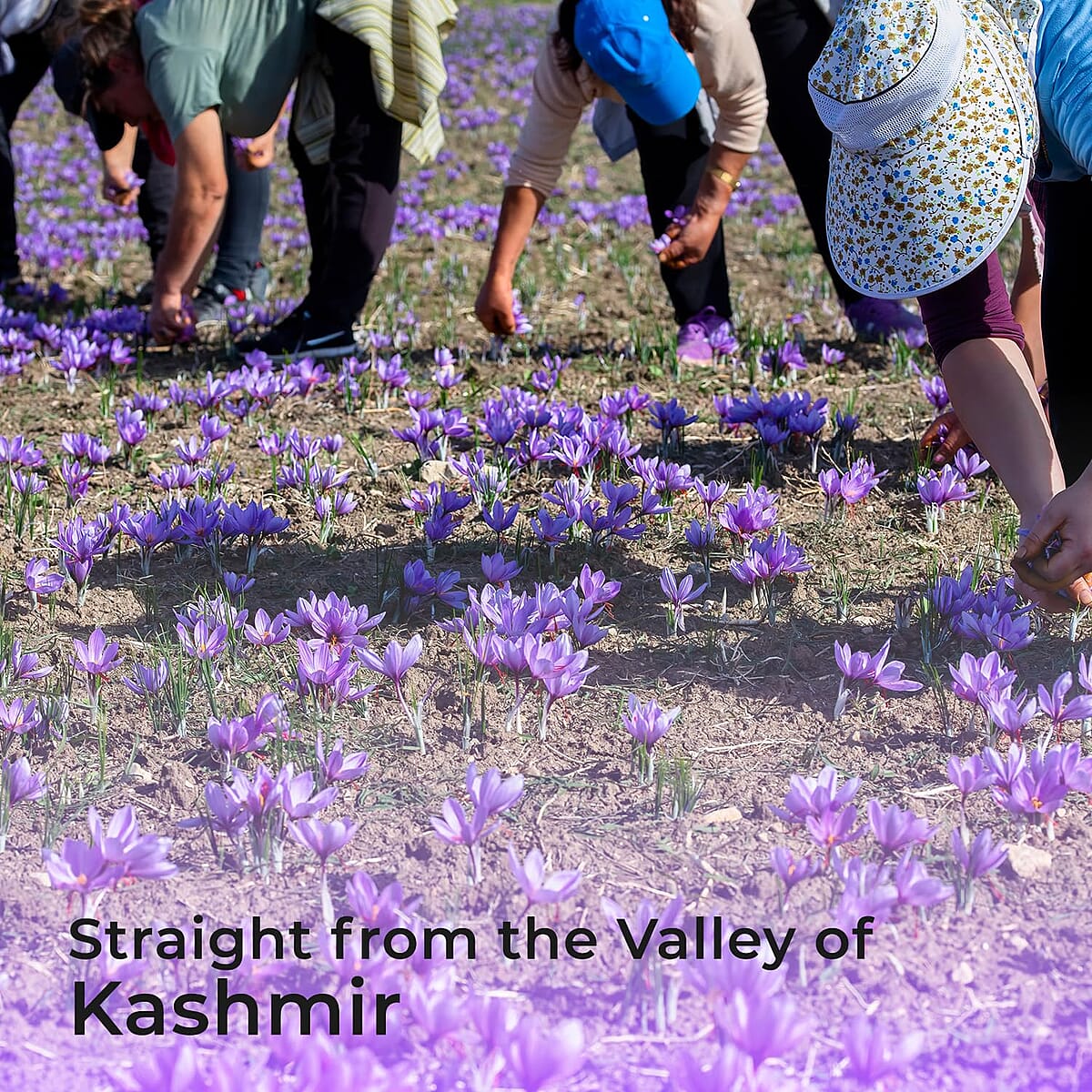 Marigold Lotus 100% Pure Authentic Kashmiri Saffron 2grams image number 7