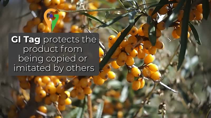 Marigold and Lotus Sea Buckthorn Oil (3.3oz)