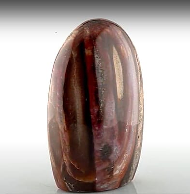 Petrified Wood Free Form -S 1823.5ctw
