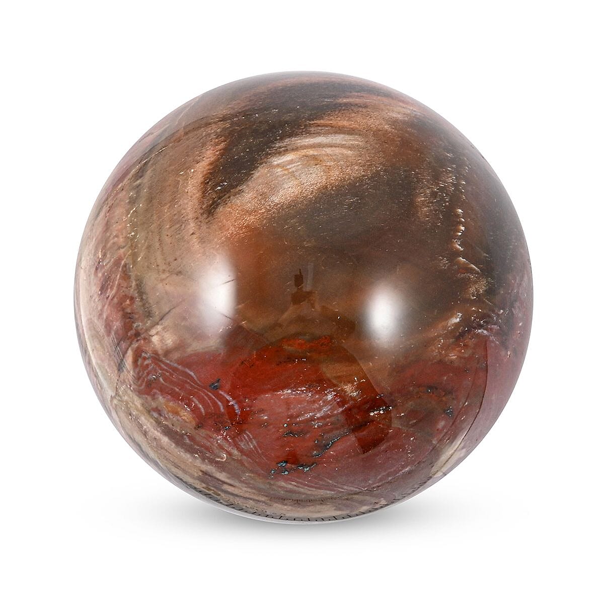 Petrified Wood Sphere 5-8cm -XL 3429ctw image number 2