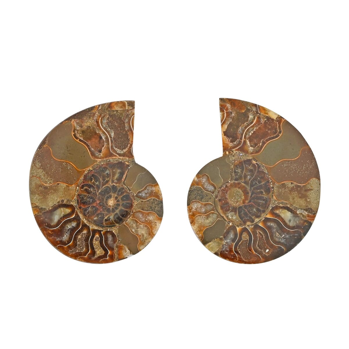 Ammonite Pair Below 3" Approx 498cts image number 0