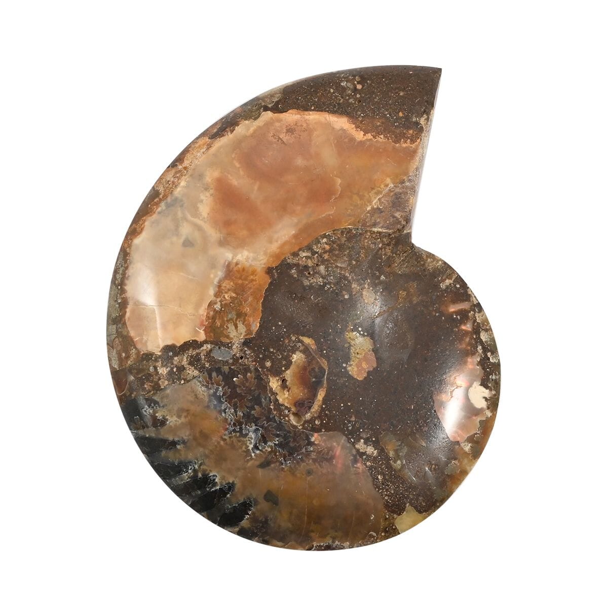 Ammonite Pair Below 3" Approx 498cts image number 1