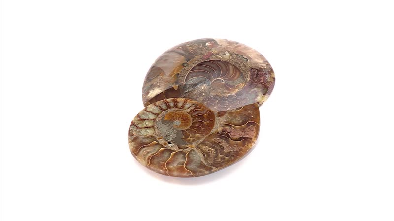Ammonite Pair Below 3" Approx 498cts