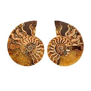 Ammonite Pair 3-4 Approx 839cts