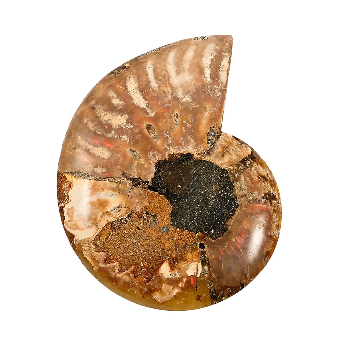 Ammonite Pair 3-4 Approx 839cts image number 1