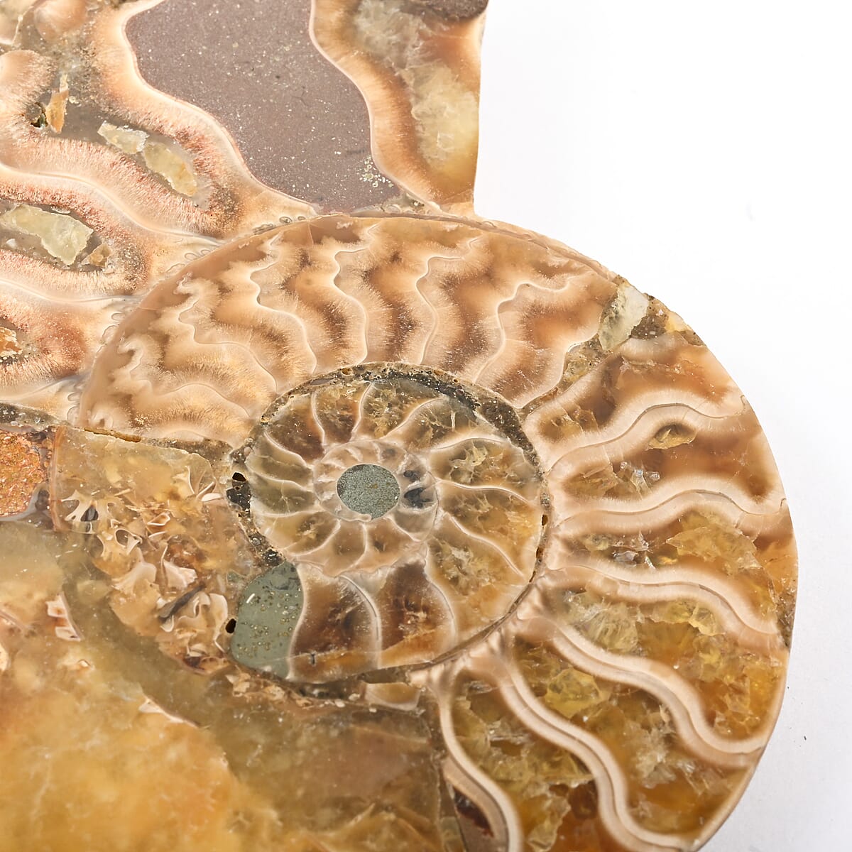 Ammonite Pair 3-4 Approx 839cts image number 2