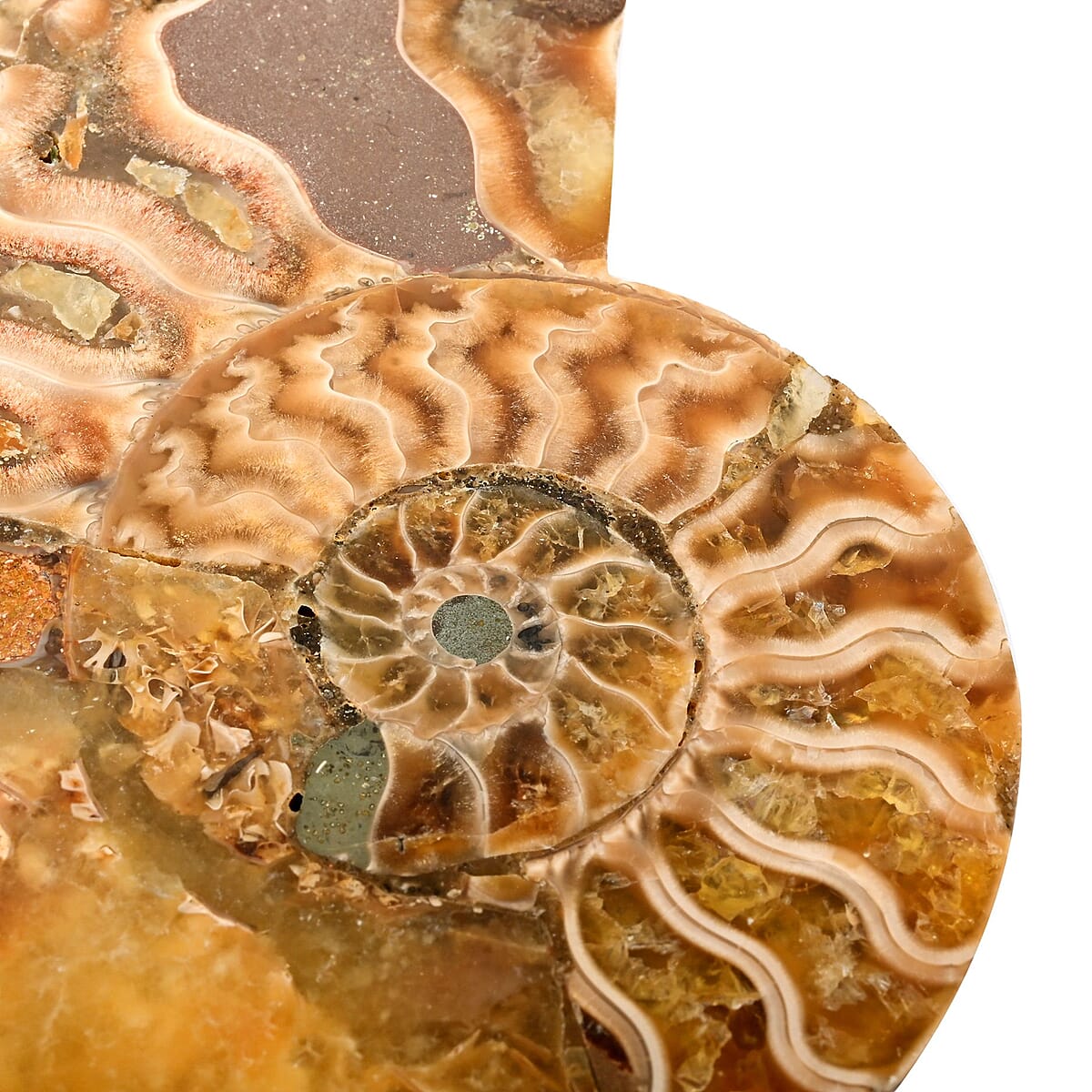 Ammonite Pair 3-4 Approx 839cts image number 3