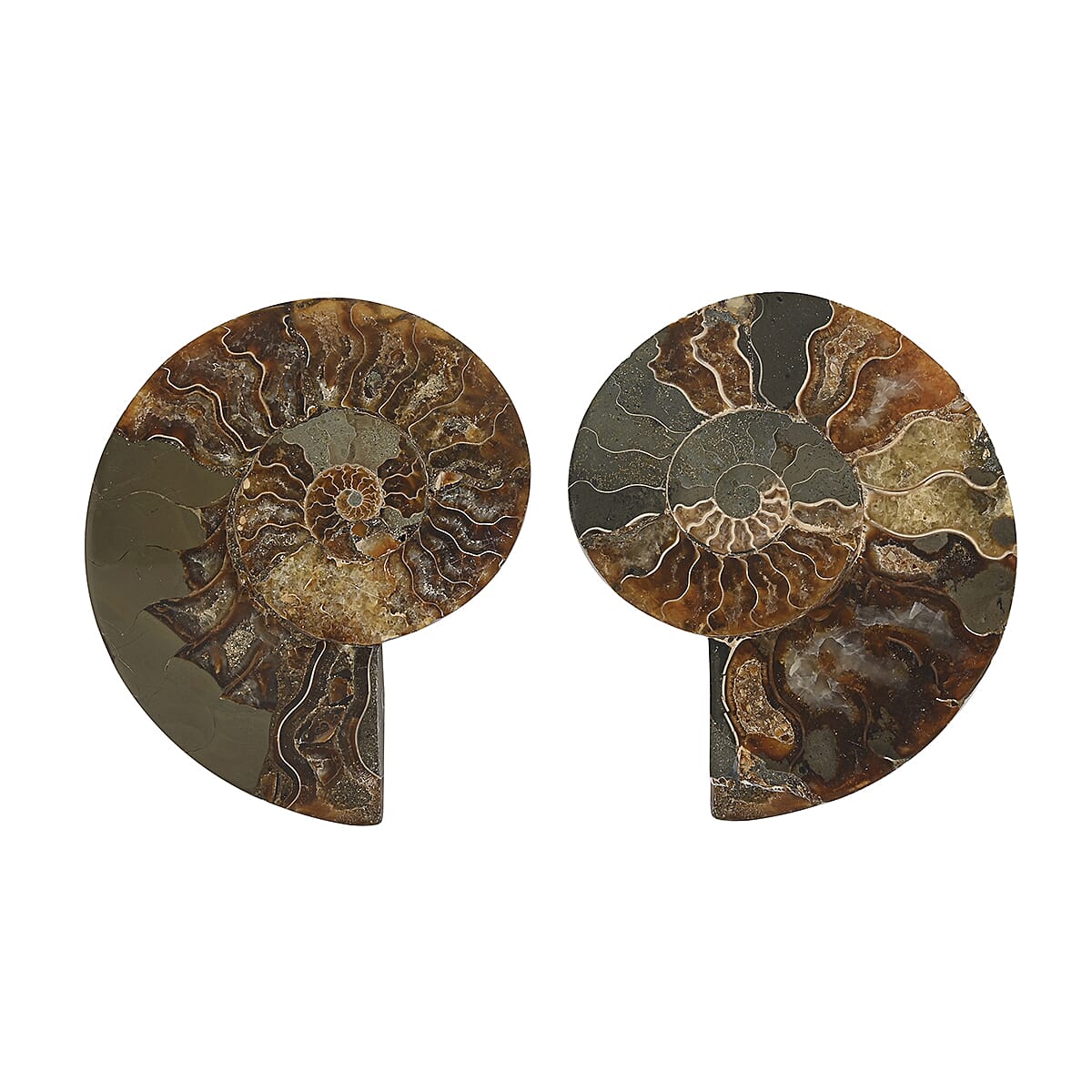 Ammonite Pair 4-5 Approx 2018cts image number 0