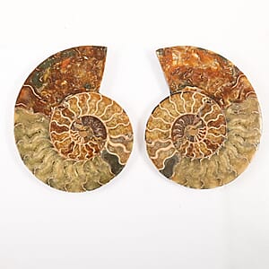 Ammonite Pair 6-7 Approx 4535cts