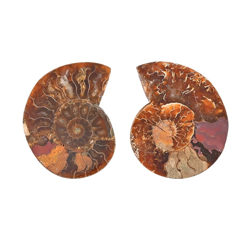 Ammonite Below 2 Inch