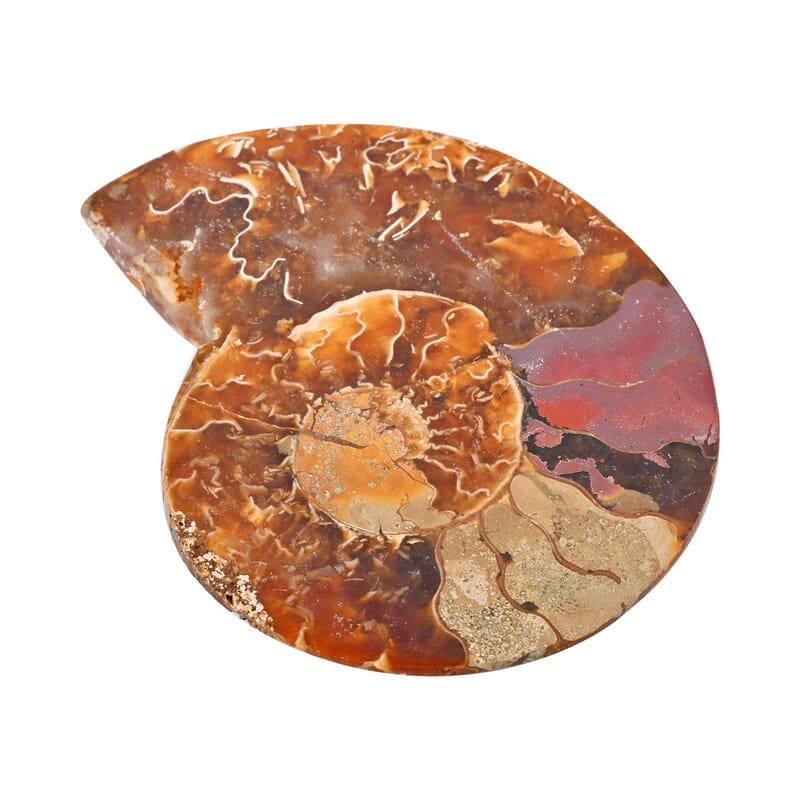 Ammonite Below 2 Inch