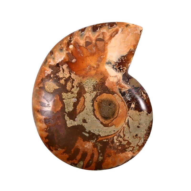 Ammonite Below 2 Inch