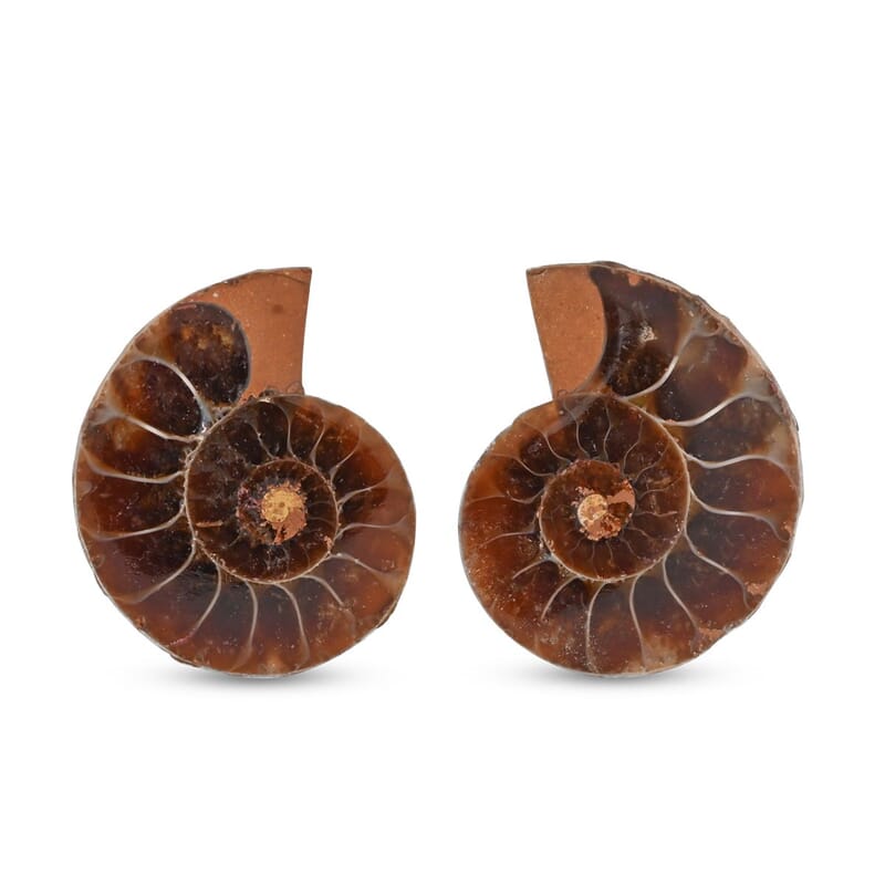 Ammonite Pair 1 Inch