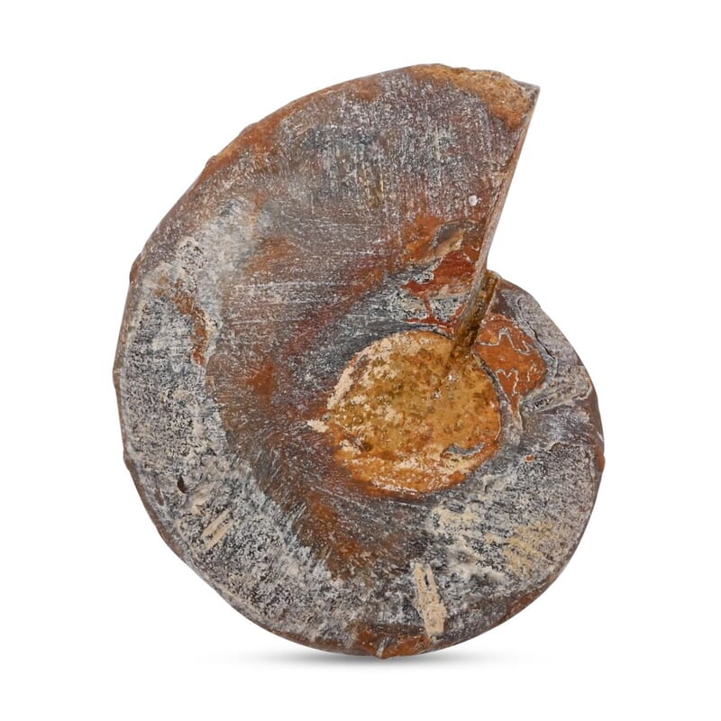 Ammonite Pair 1 Inch