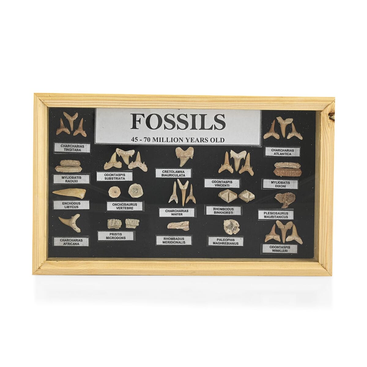 Small Fossil Box image number 0
