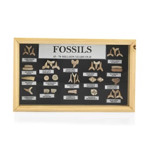 Small Fossil Box