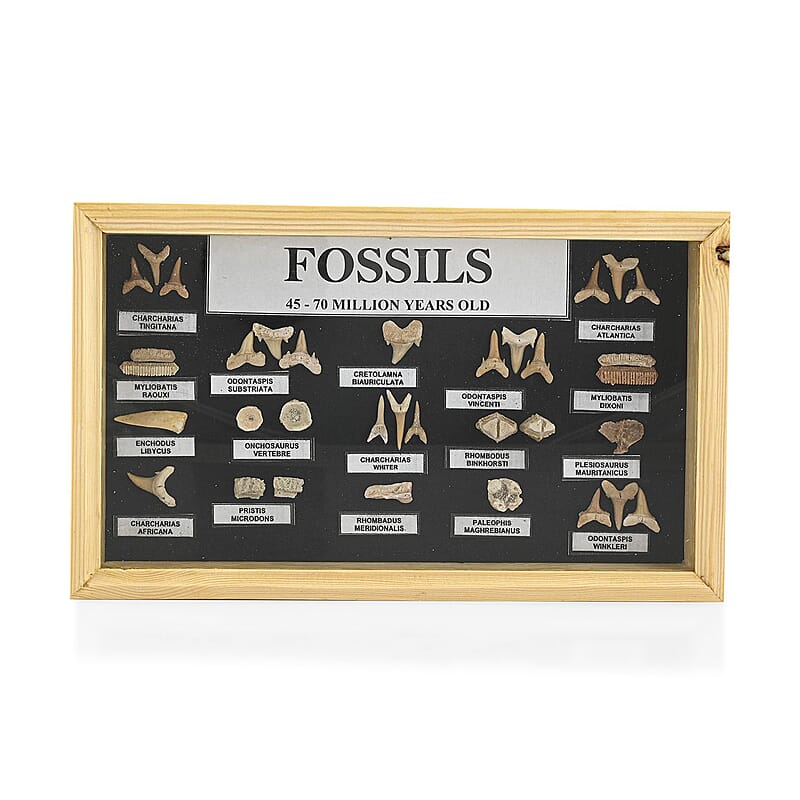 Small Fossil Box