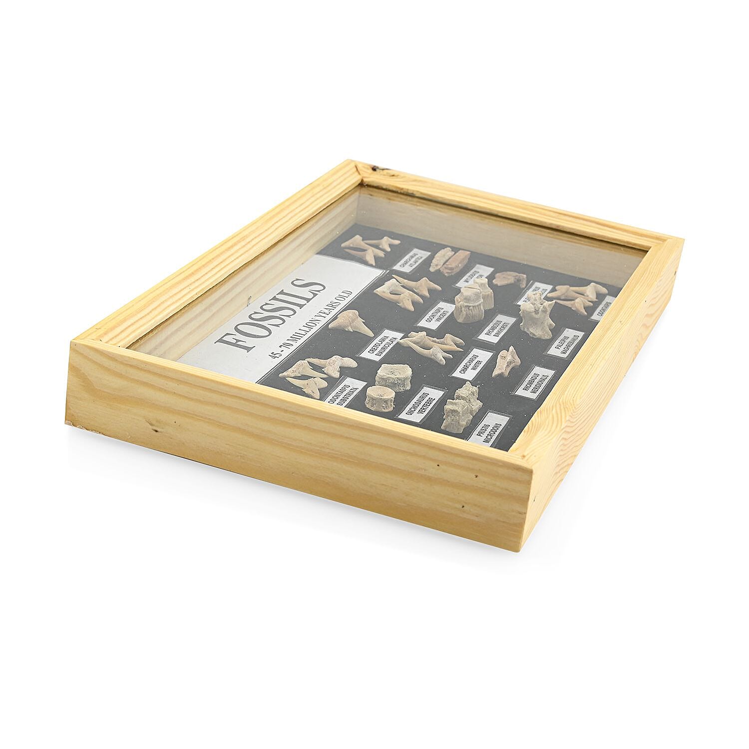 Small Fossil Box