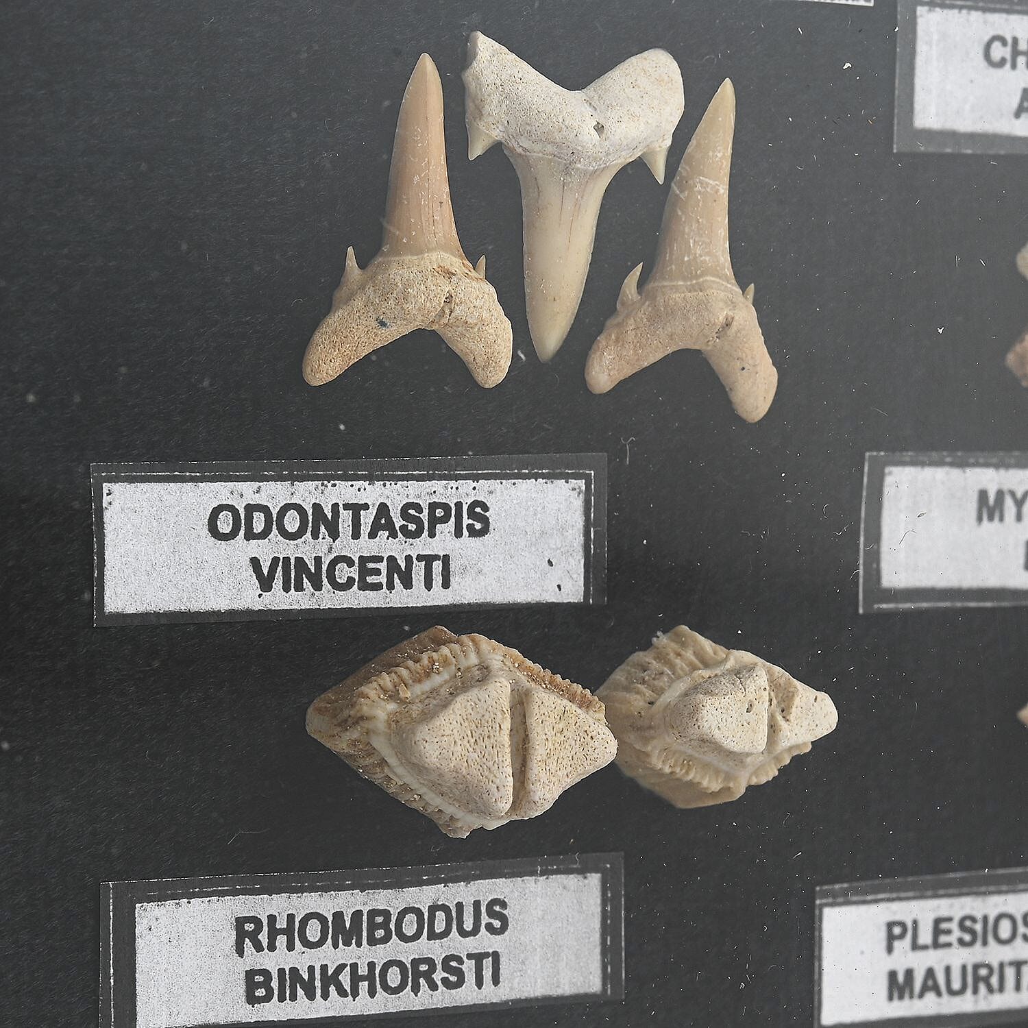 Small Fossil Box