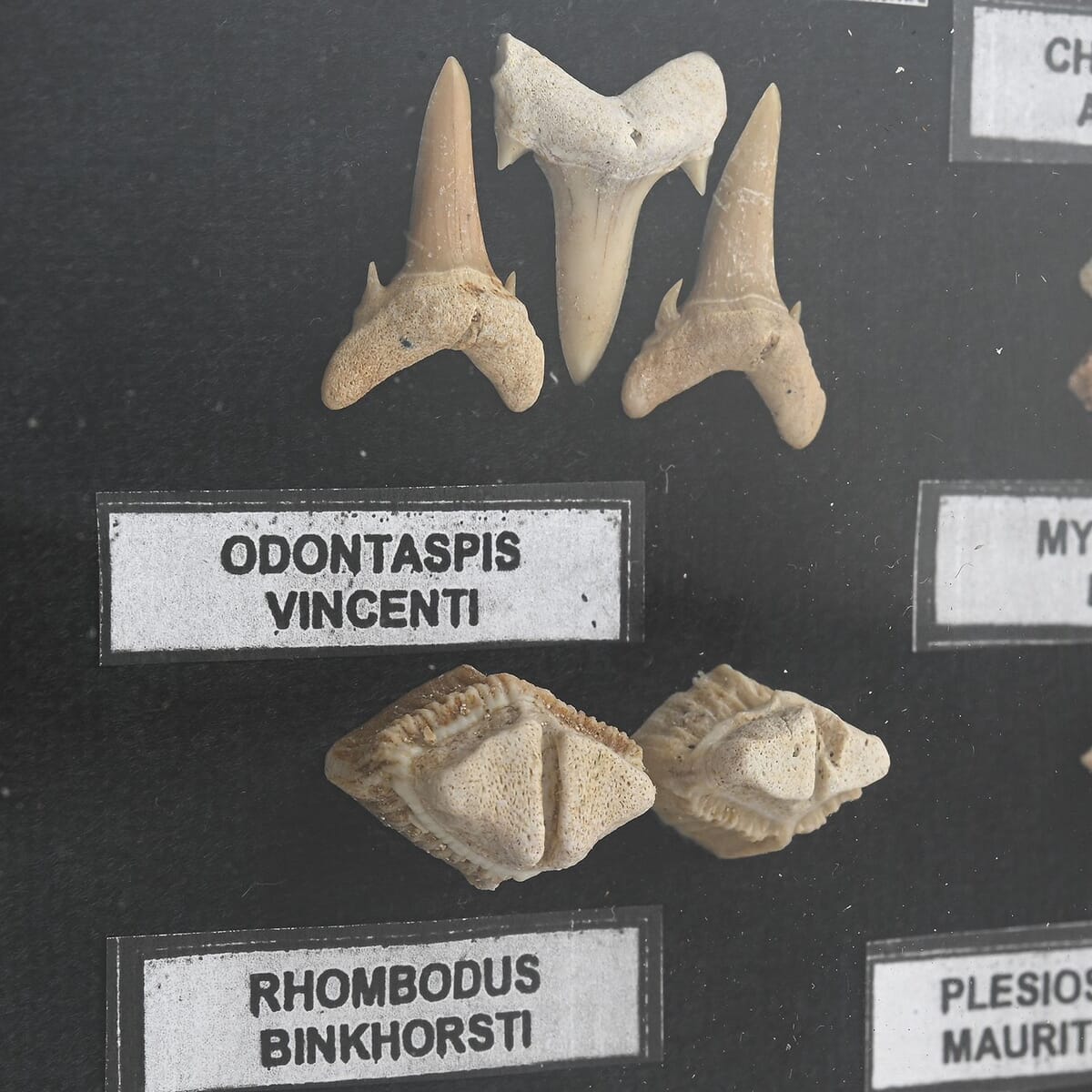 Small Fossil Box image number 2