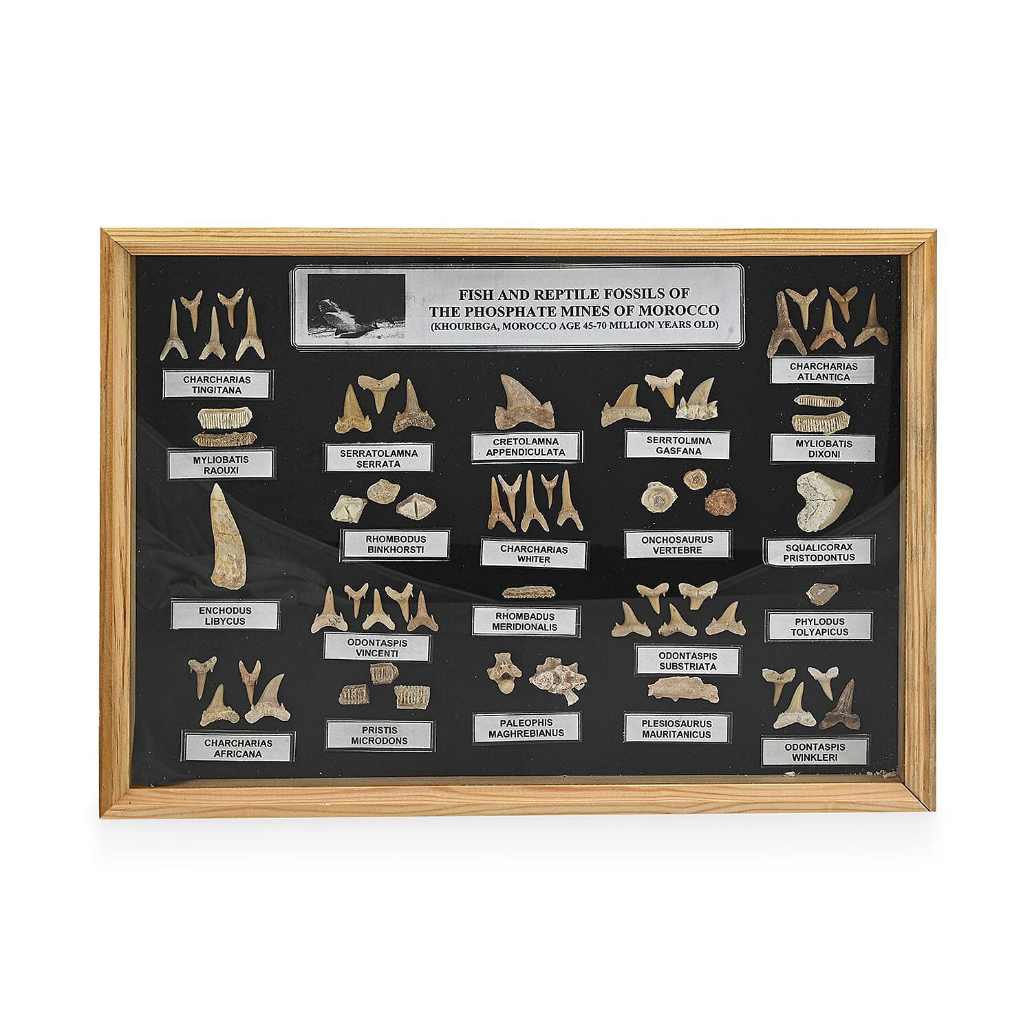Large Fossil Box