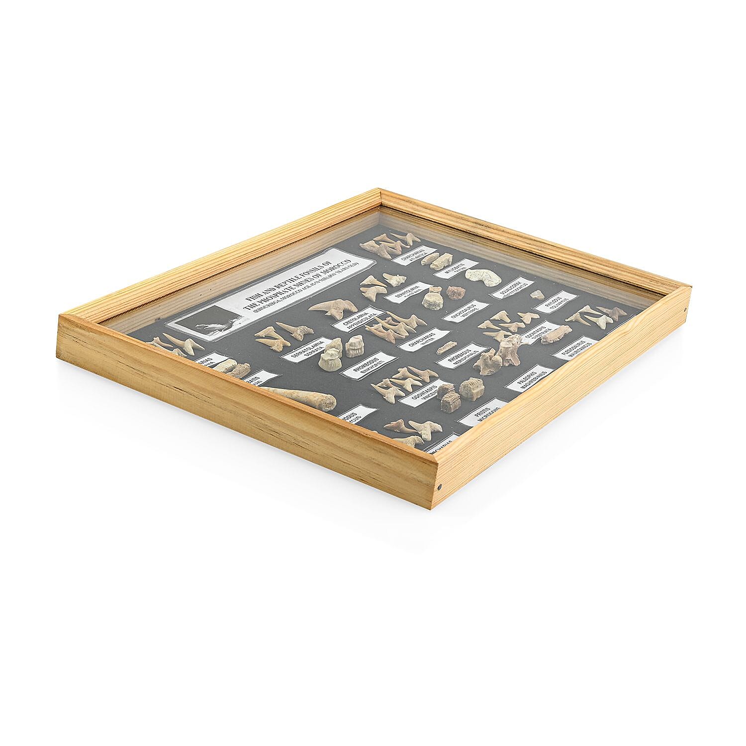 Large Fossil Box