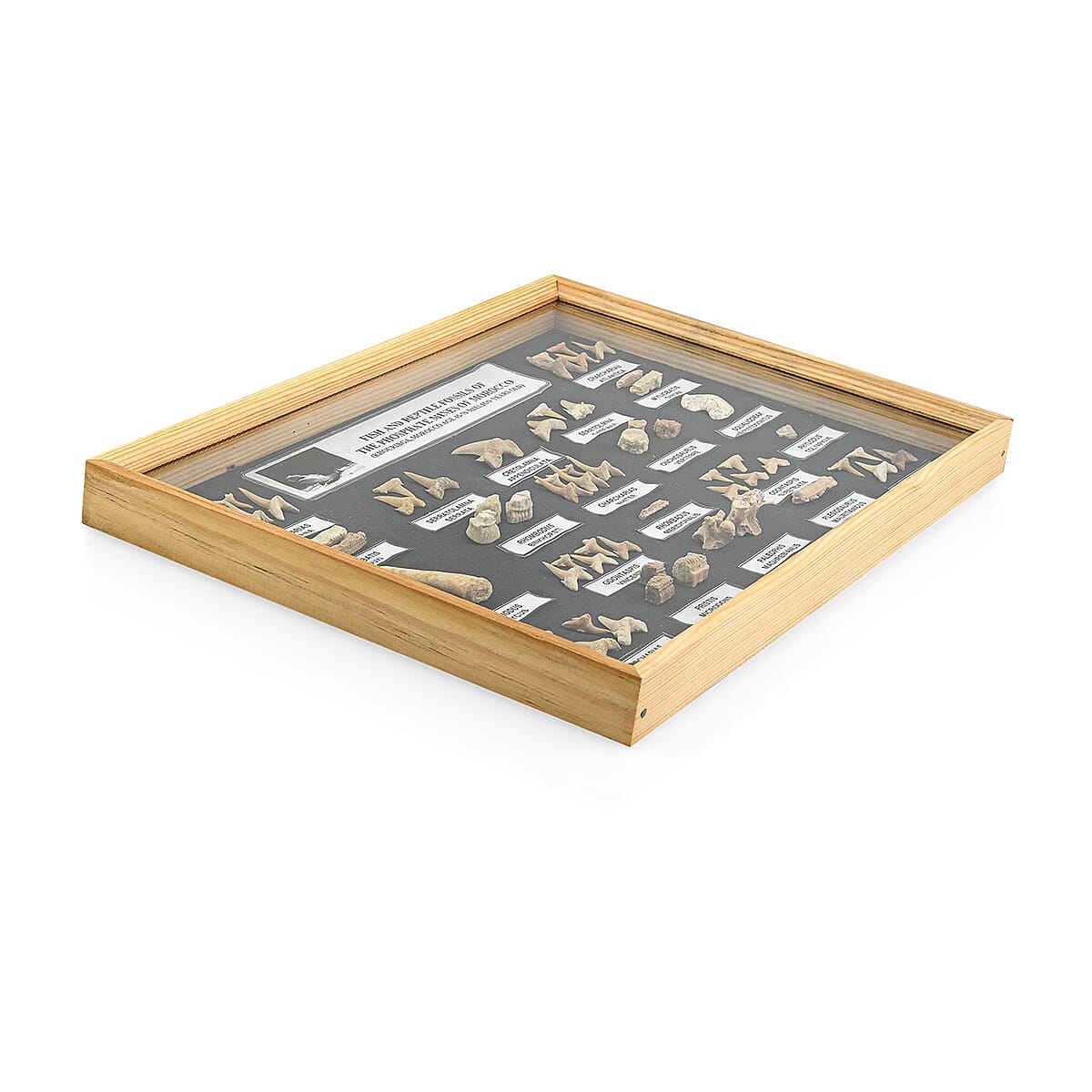 Large Fossil Box image number 1