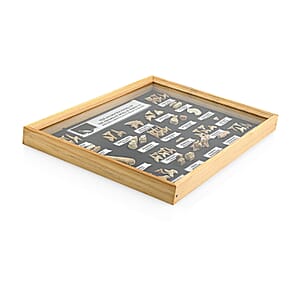 Large Fossil Box