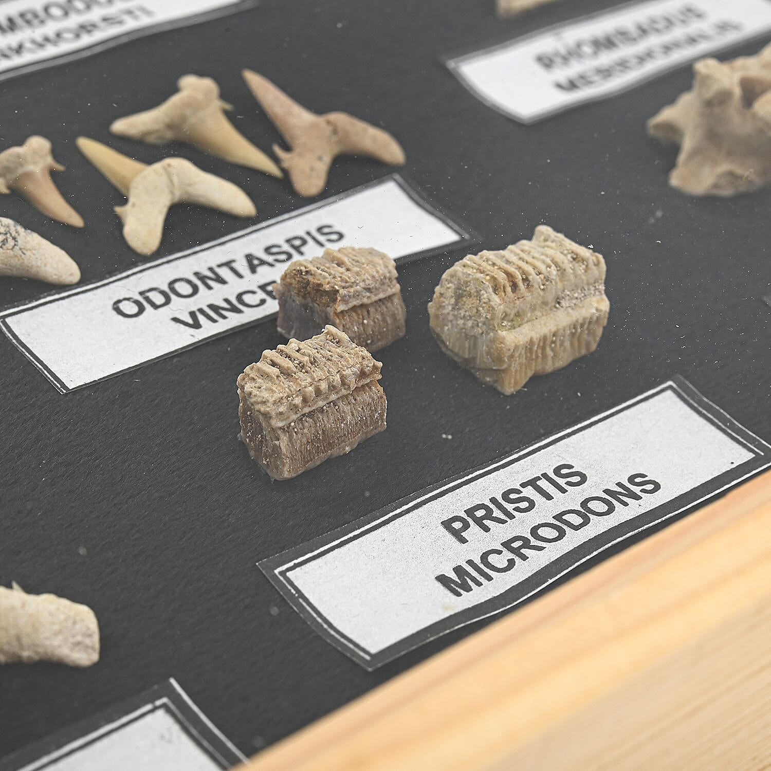 Large Fossil Box