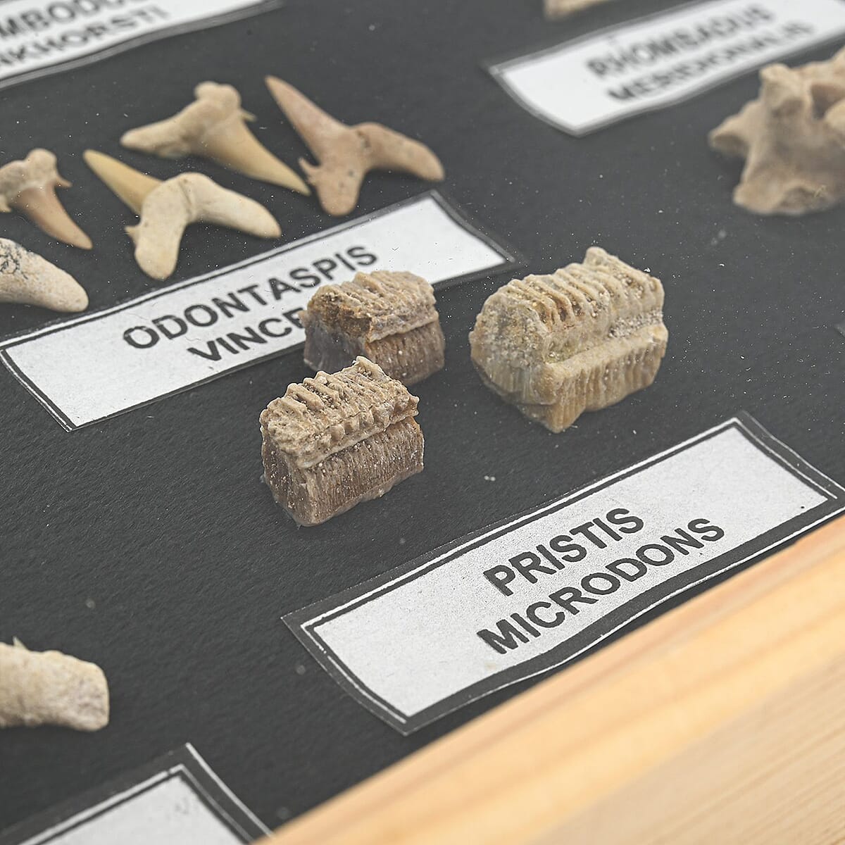 Large Fossil Box image number 2