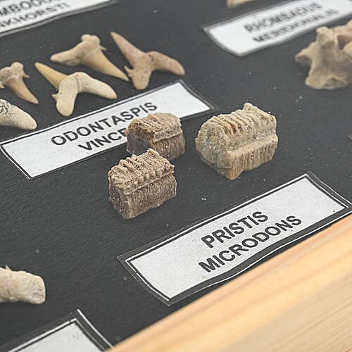 L - Product card gallery slide 3 (10177946550585)