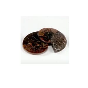 Ammonite 2-3 Approx 450ctw