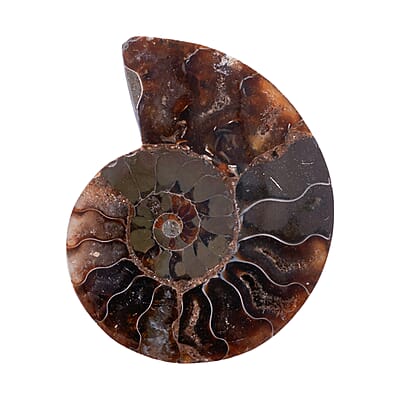Ammonite 2-3 Approx 450ctw