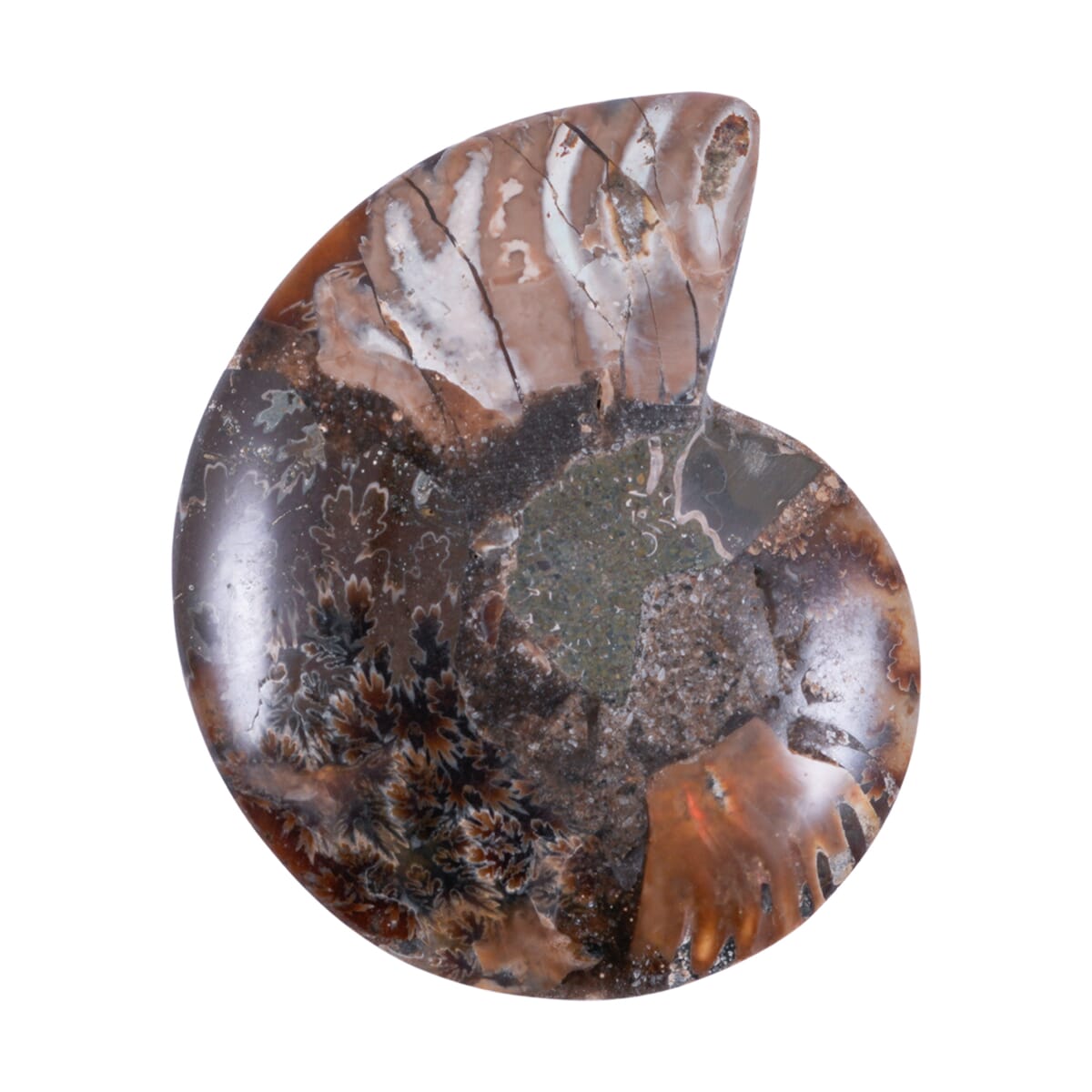 Ammonite 2-3 Approx 450ctw image number 2