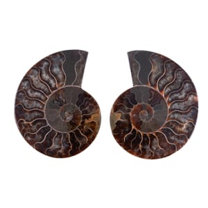 Ammonite 3-4 Approx 900ctw