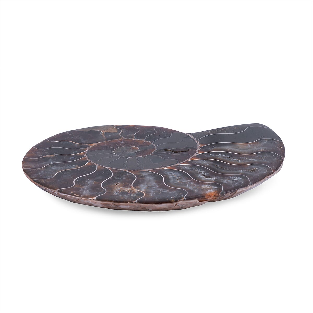 Ammonite 3-4 Approx 900ctw image number 1