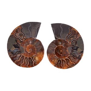 Ammonite 4-5 Approx 2250ctw
