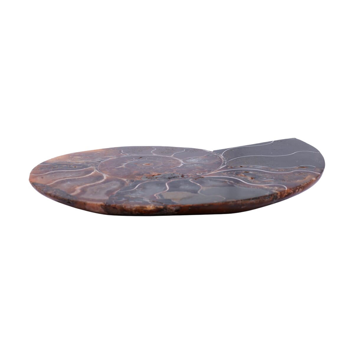 Ammonite 4-5 Approx 2250ctw image number 1